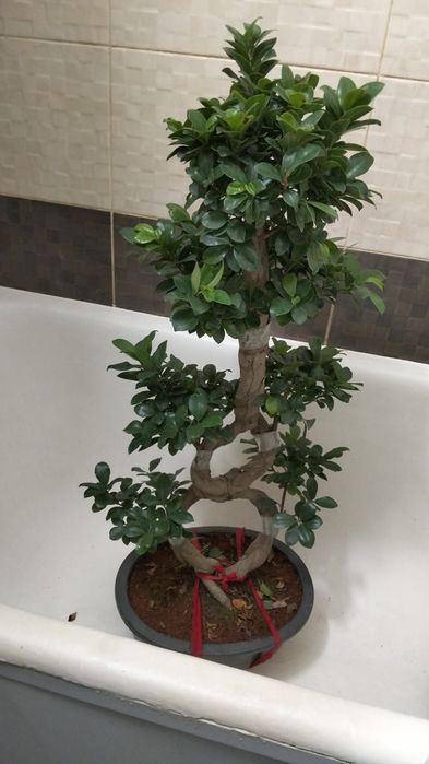 Бонсай как на фото