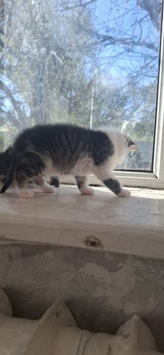 Отдам котят  1 месяц