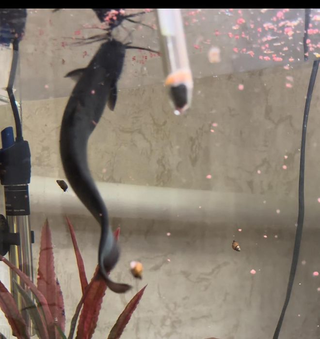 Сом мешкожаберный