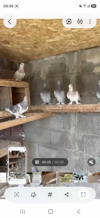 Продам  голубей  оптом такла