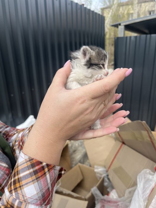 Котенок девочка