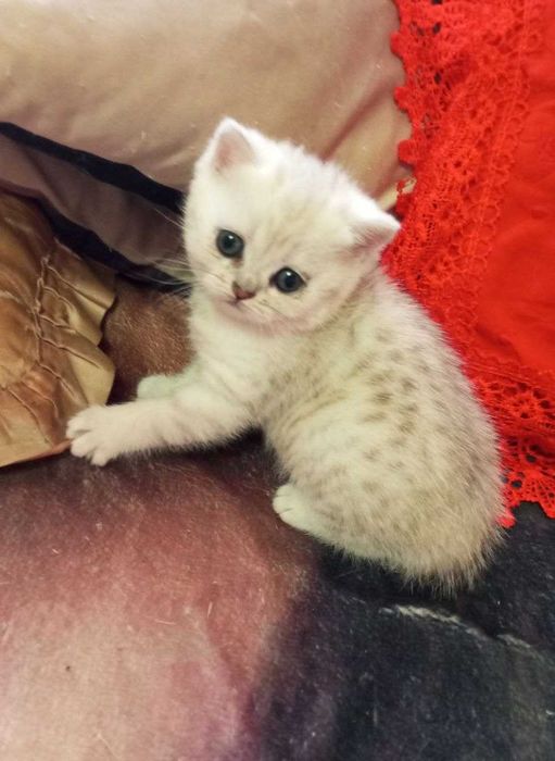 Очаровательные британские котята