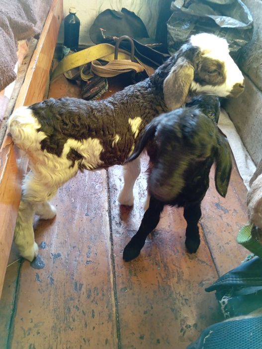 Ягнята  маленькие