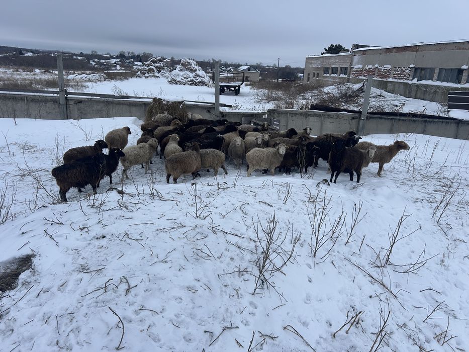 Продам бараны овцы ягнята