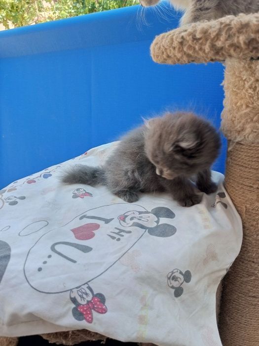 Котята 2 месяца один мальчик 2 девочки