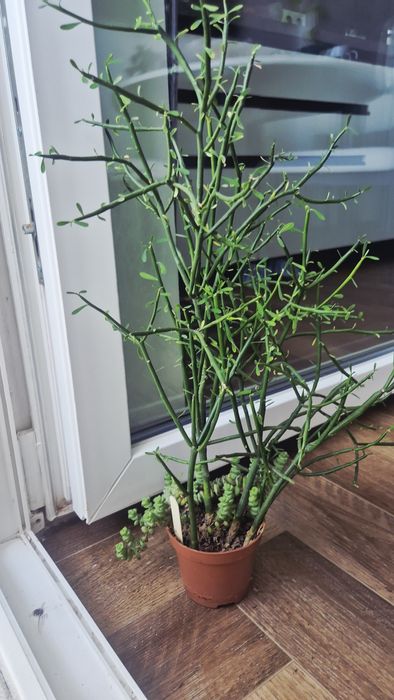 Кактусы разные и суккуленты