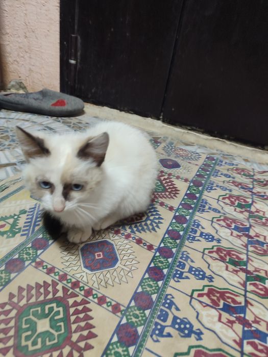 Отдам котят в хорошие руки