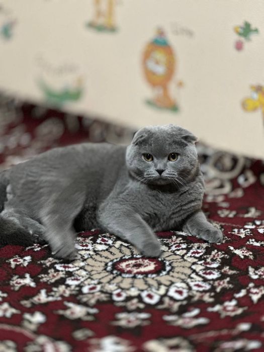 Чистокровный кот БАРОН на вязку