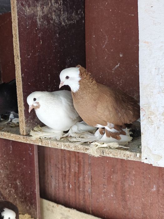 Продам голубей домашних