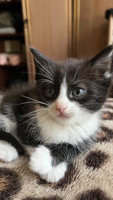 Отдам котят мама Американский Керл