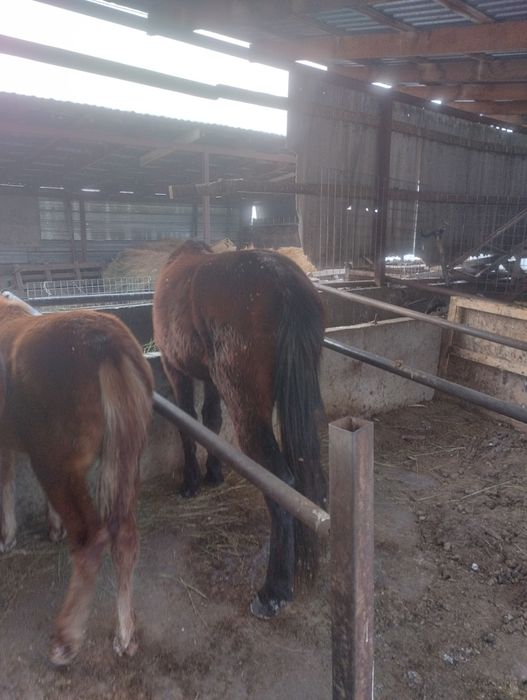 Кунан сатылады майда 3 ке келеди