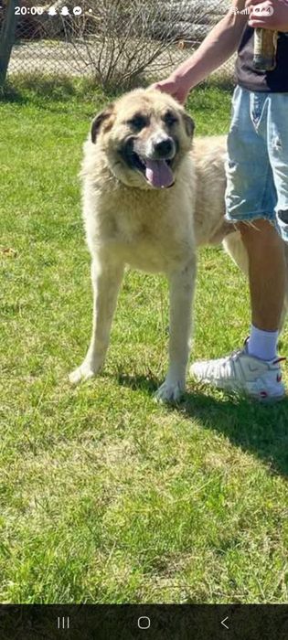 Donez câine petru paza sau animale