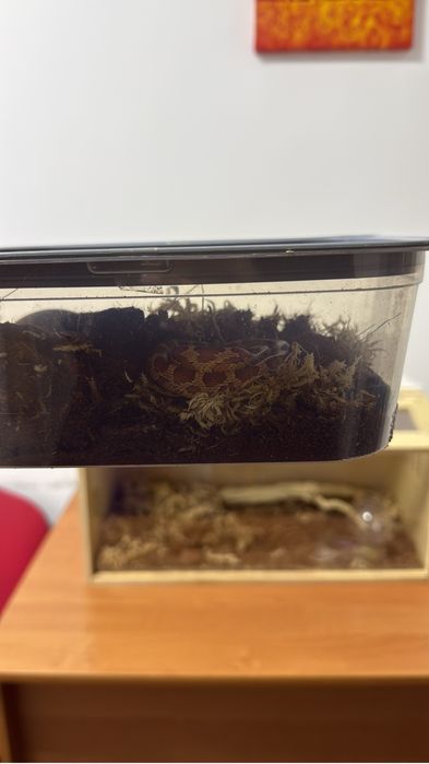 Продается моисовый полоз