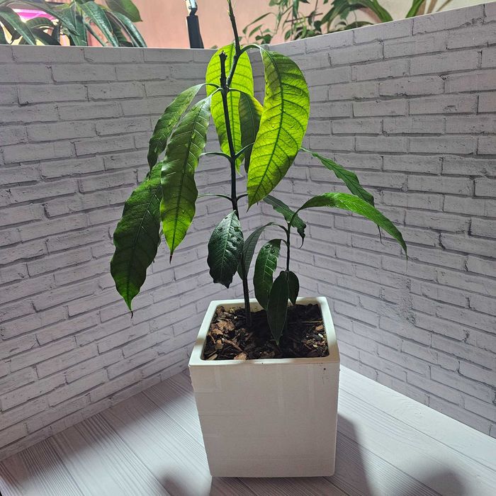 Манго  плодоносящее