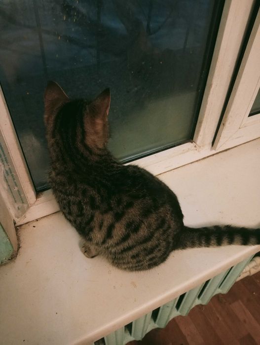 Отдам котенка в добрые руки