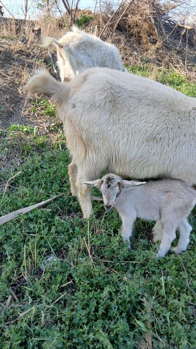 Алпа занен эчки сотилади