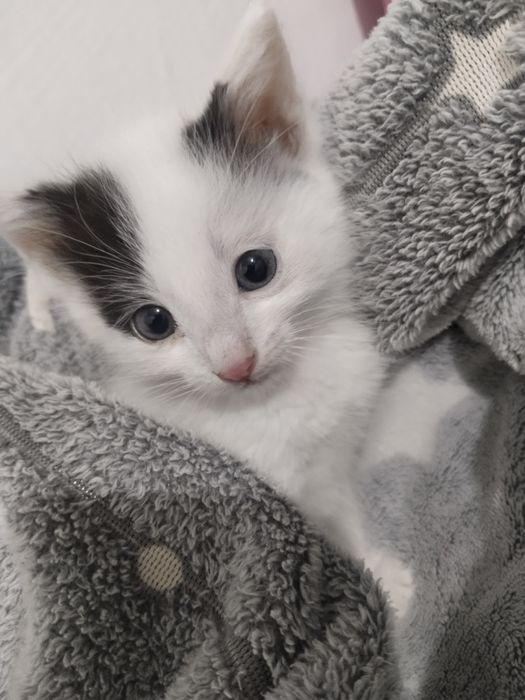 Котёнок в ответственные руки