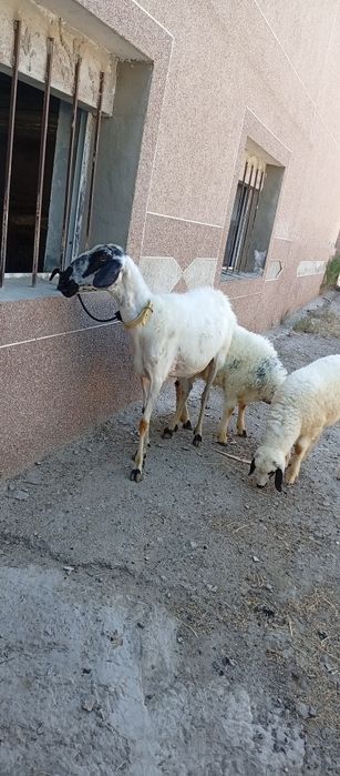 Она бола куй сотилади