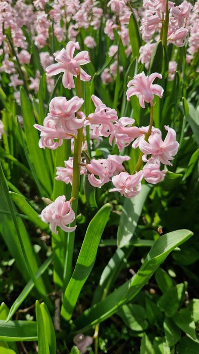 Гиацинты с луковицами