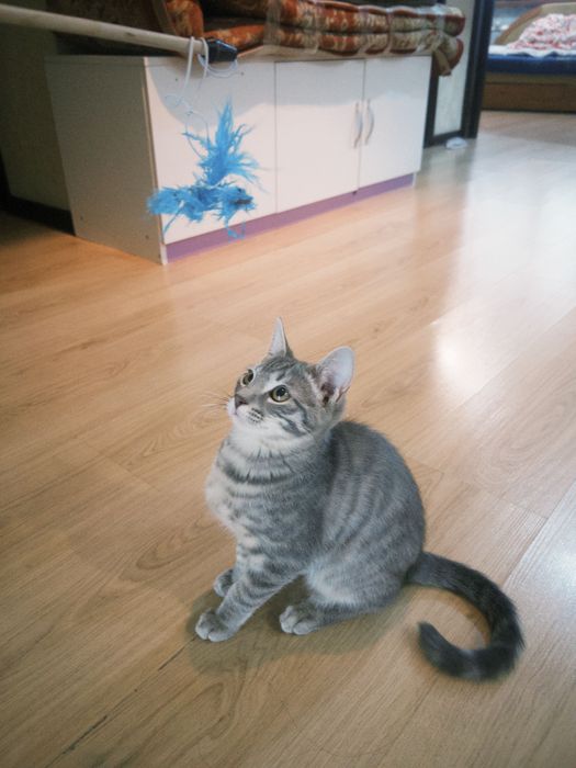 Отдаем котенка в добрые руки