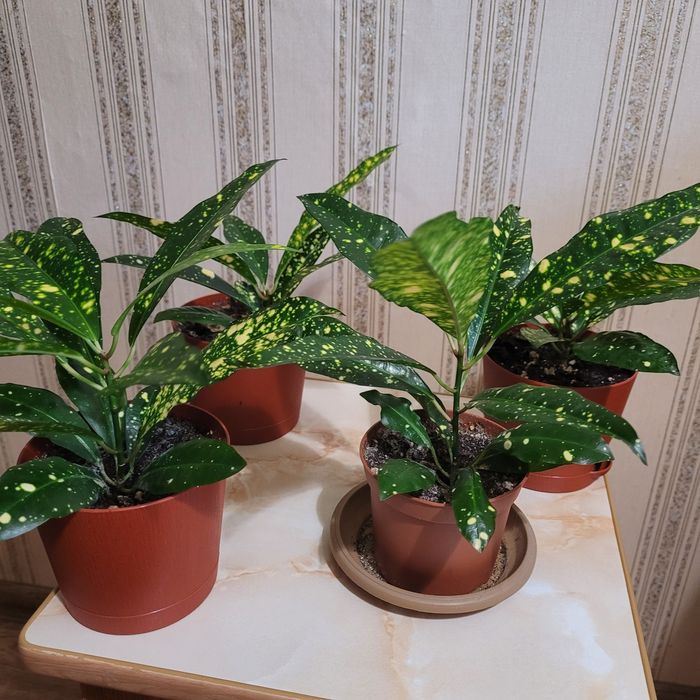 Продам Комнатные цветы