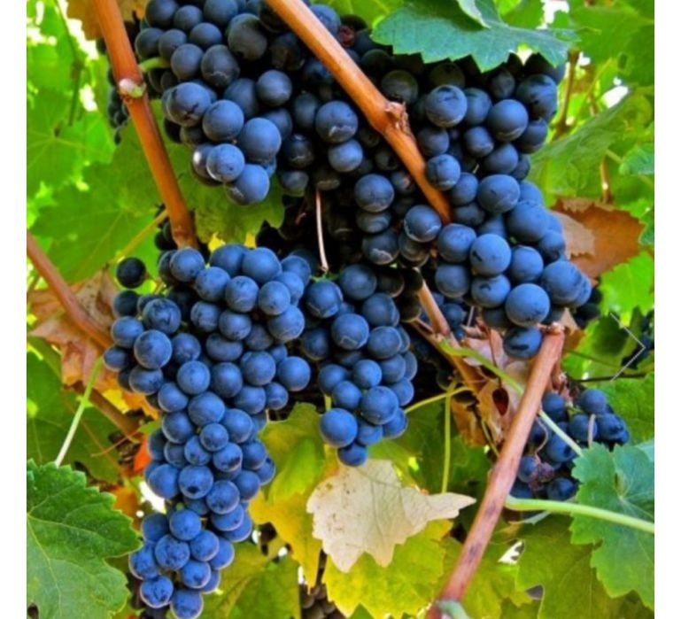 Produc butasi vita de vie altoita anul 3