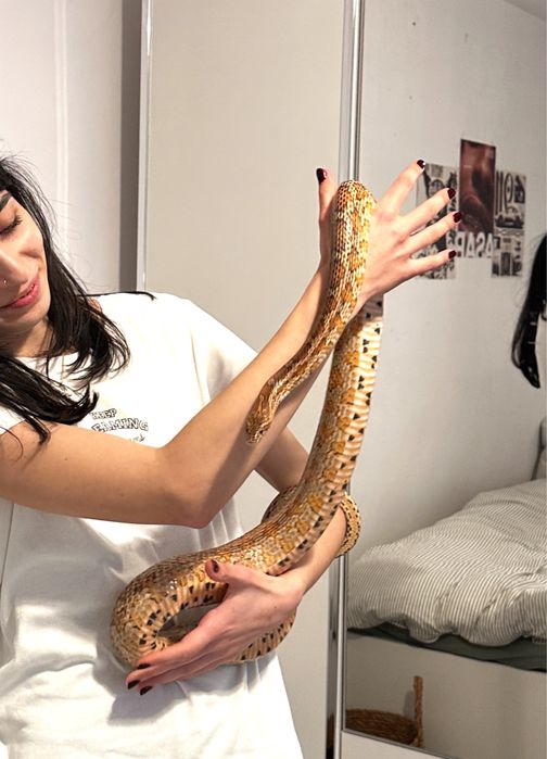 Corn snake + terariu 120x45x60