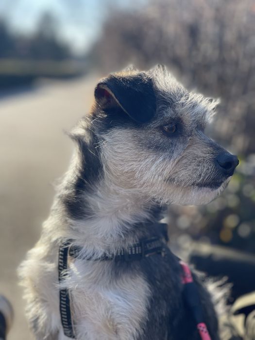 Petsitting / Cazare temporara pentru Catei si pisici in Buzau