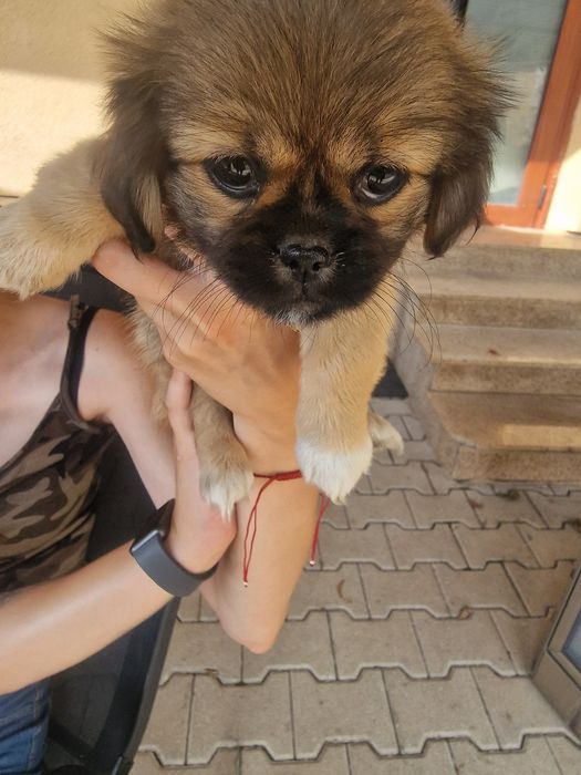 Пикинез на два месеца!