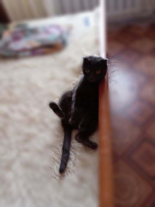 Ищем кота для вязки