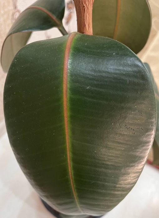 Продаю большой фикус.