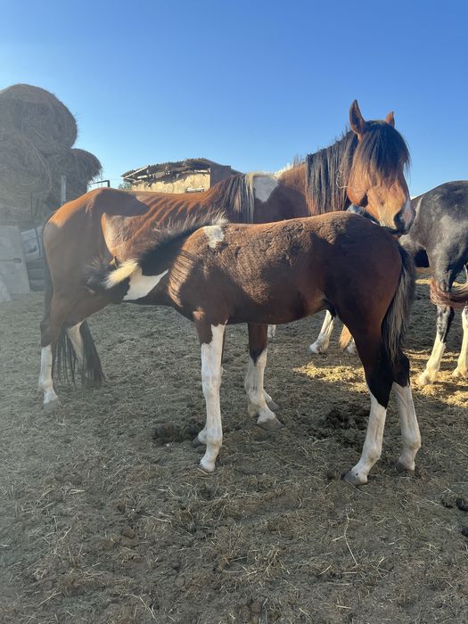 Үиір жылқы сатылады 29 бас