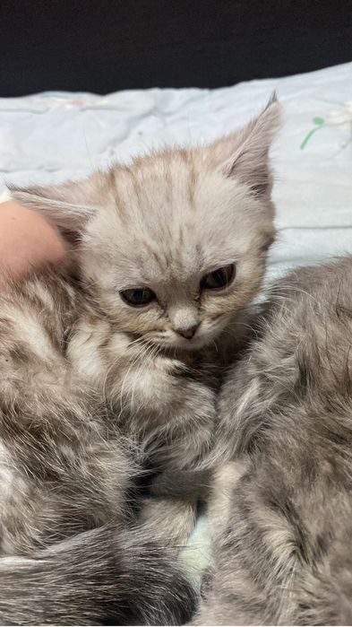 Продам катят срочно