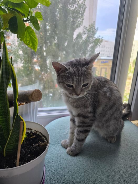 Отдадим кошку в добрые руки