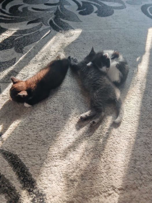 Отдам в добрые руки котят