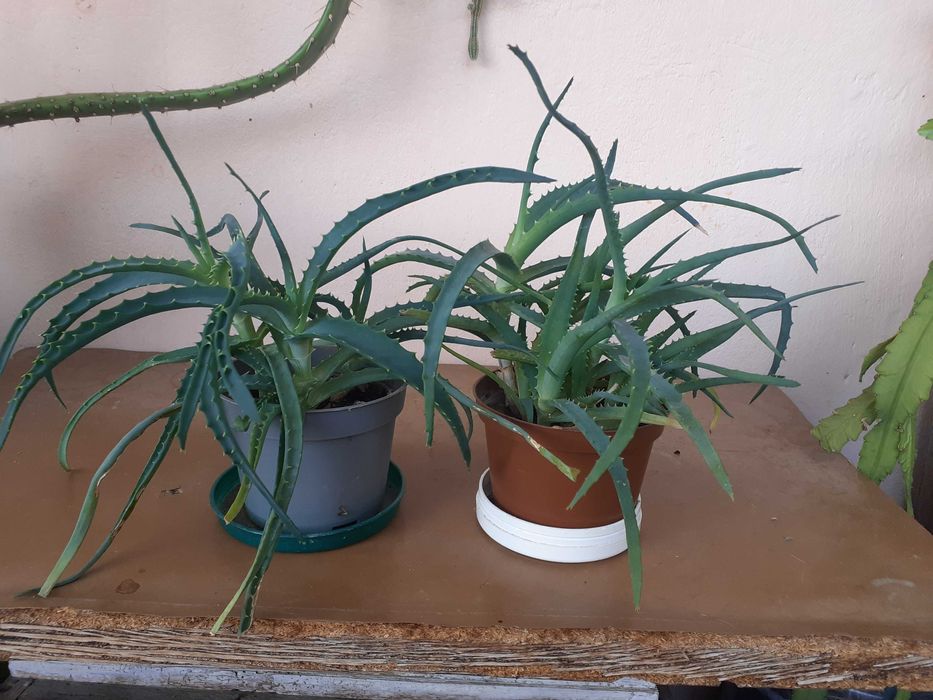 Алое Вера лечебно на стръкове