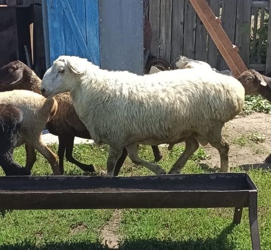 Продам кошкар производитель