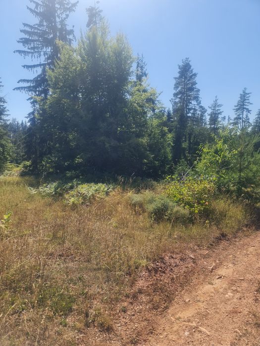 Продава се Земеделски имот в с. Чокманово, Област Смолян -  кв.м за 1450 €/дка - Снимка #3