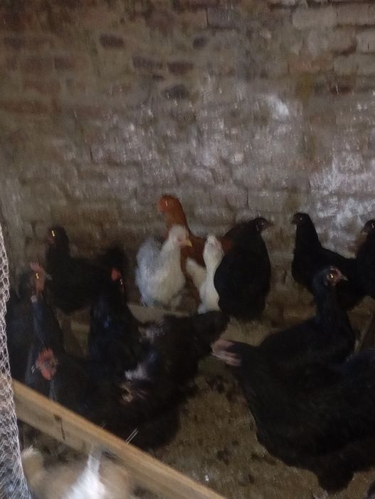 Vând 4puicute și un cocos la alegere moțat sau negru