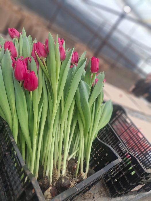 Тюльпан оптом Алматы.