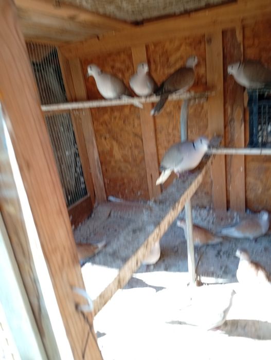 Смеещи се Гугутки