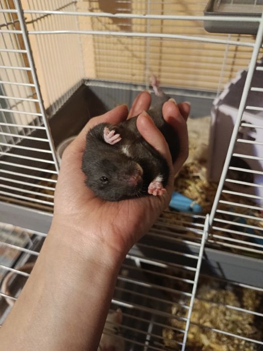 Продам сирийских хомяков