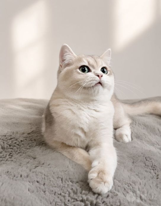 Британская шиншилла