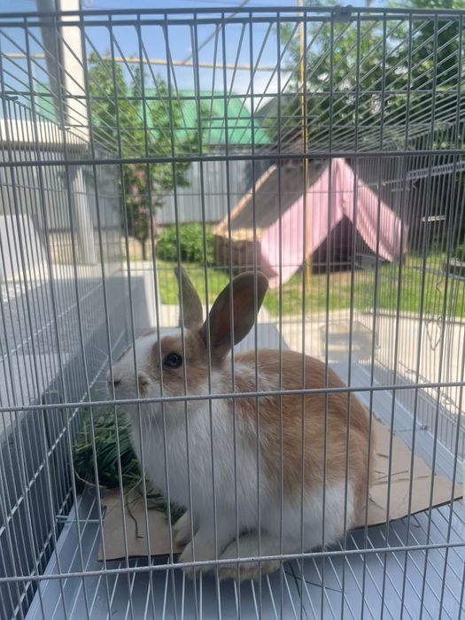 Продается кролик!