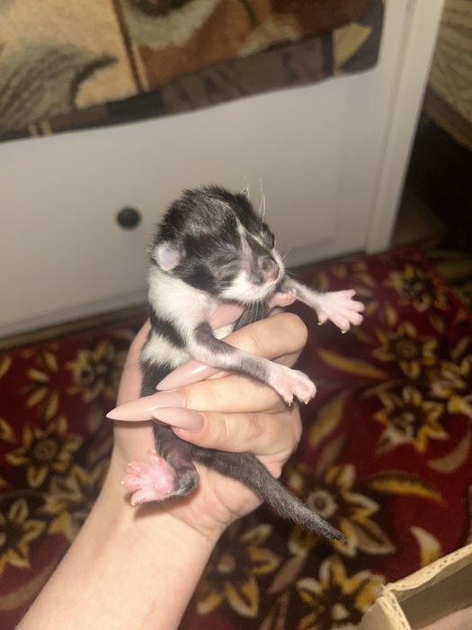 Новорожденные котята