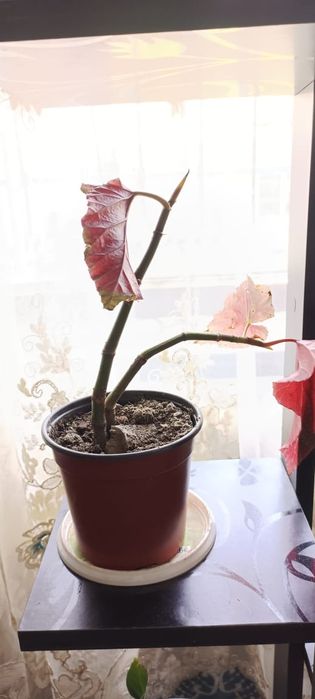 Бөлме гүлдері .комнатные цветы