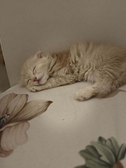 отдам Шотланского котенка