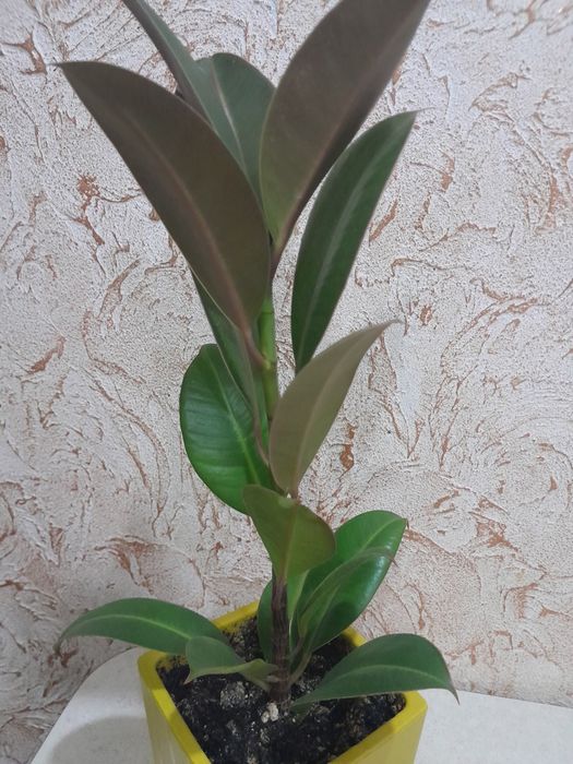 Продам комнатные цветы