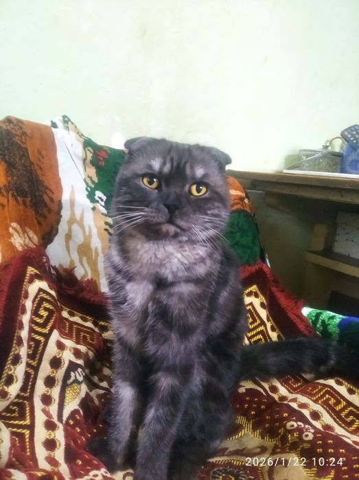 Шотлански виславухи 1 годик