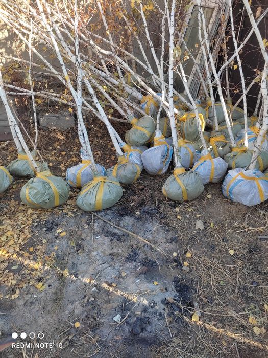 Саженцы березы 9000